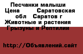 Песчанки малыши › Цена ­ 50 - Саратовская обл., Саратов г. Животные и растения » Грызуны и Рептилии   